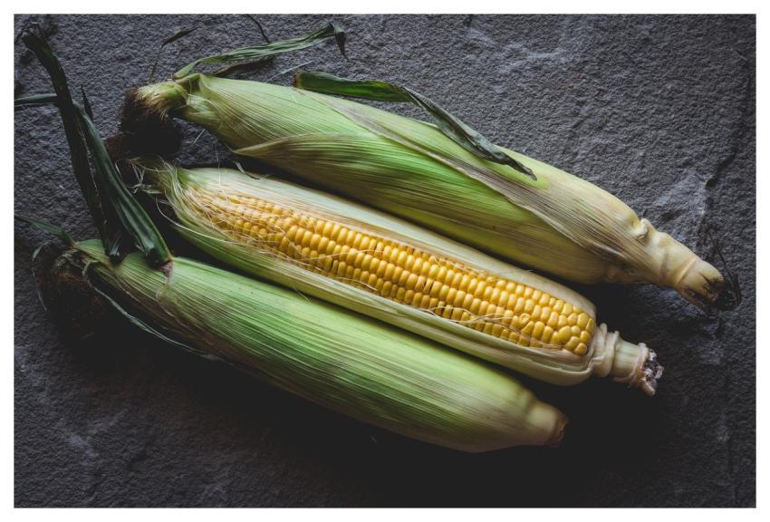 Corn Harvest Food Nature
