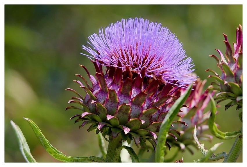 Artichoke Vegetables Nature Food