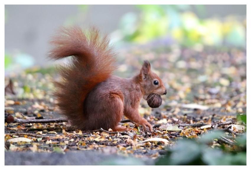 Squirrel Tree Squirrel Mammal Prey