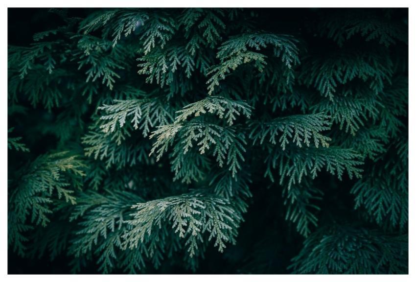 Tree Wallpaper 4K Free Wallpaper Forest