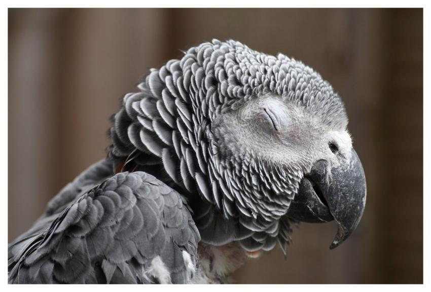 Parrot African Grey Parrot Nature Bird