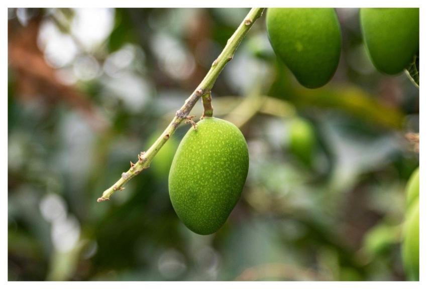 Mango Fruit Tree Plant