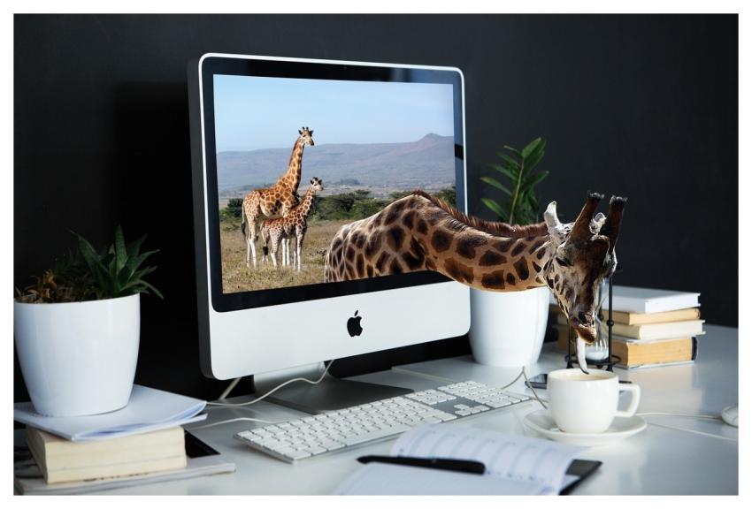 Giraffe Screen Technology Display