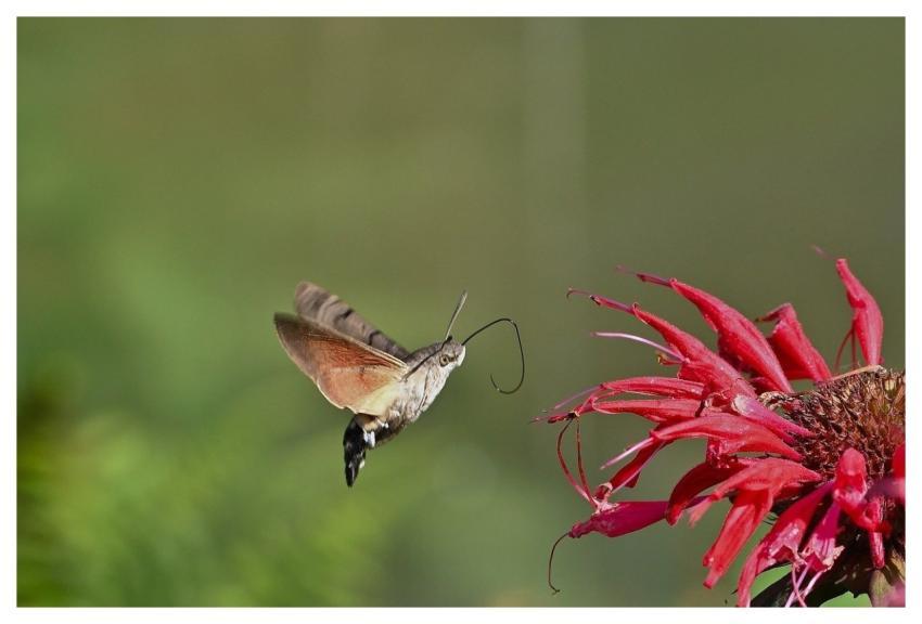 Hummingbird Hawk Moth Moth Indian Nettle Insect