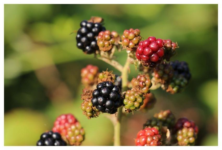 Blueberry Food Fruit Healthy