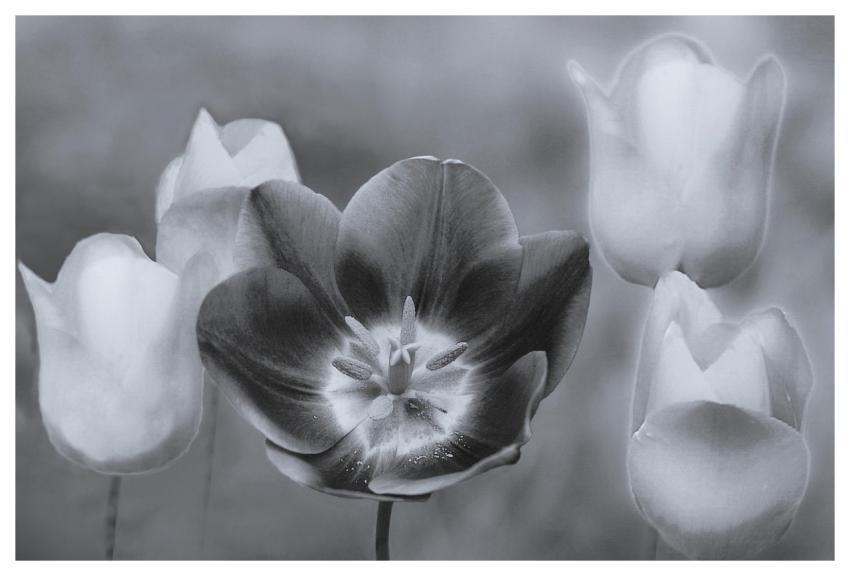 Black And White Nature Tulips Abstract