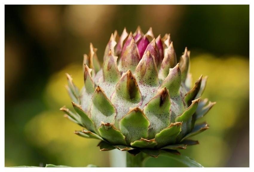 Artichoke Artichoke Leaves Vegetables Edible