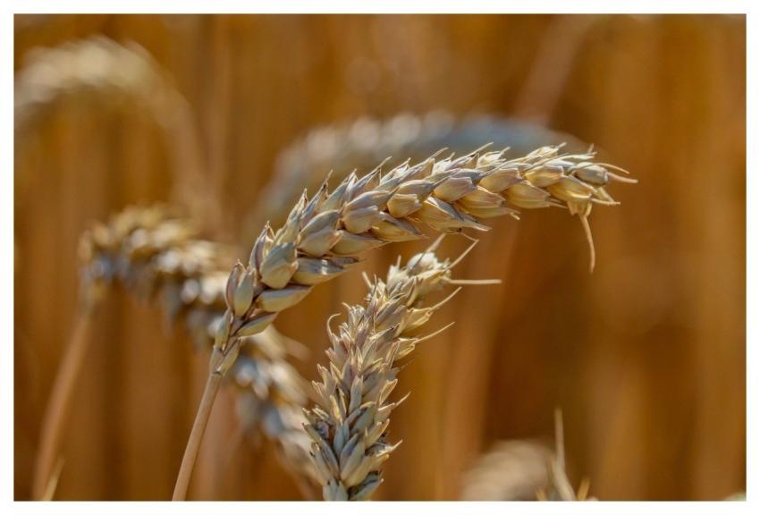 Grain Ear Grain Field Wheat