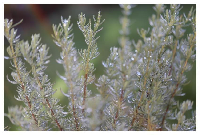Rosemary Herbs Plants Spices