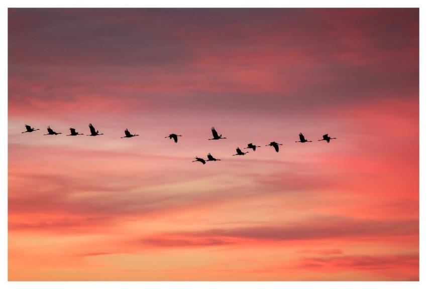 Cranes Birds Migratory Birds Formation Flight