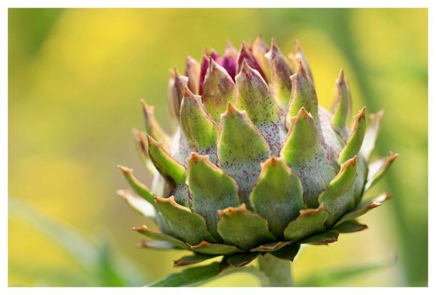 Artichoke Beautiful Wallpaper Artichoke Leaves Win