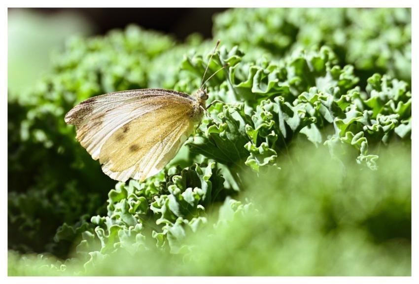 Kale White Herald Nature
