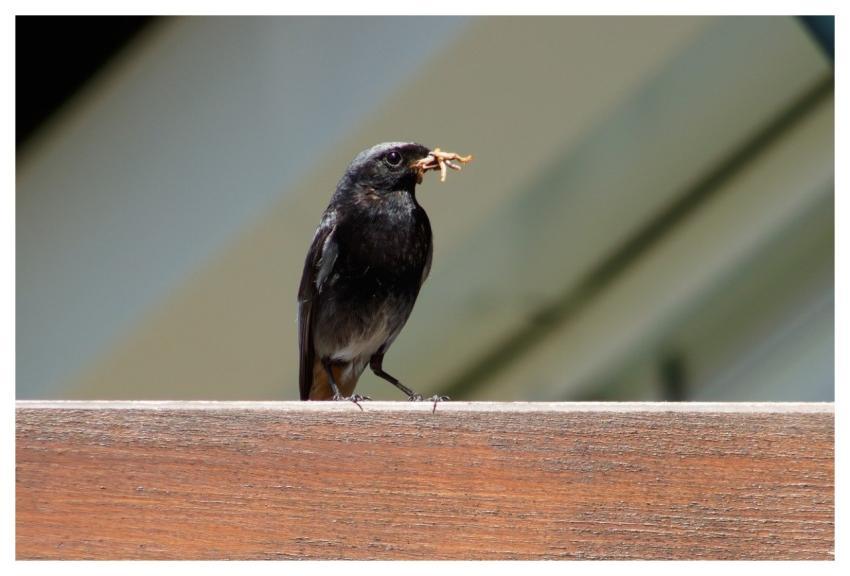 Ai Generated Rusty-Tailed Bird Beak