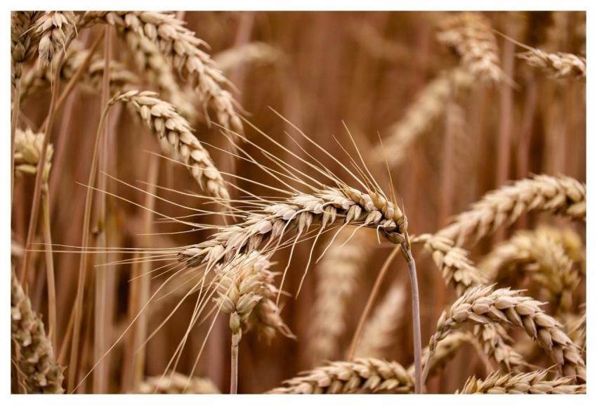 Grain Cornfield Spike Fruit