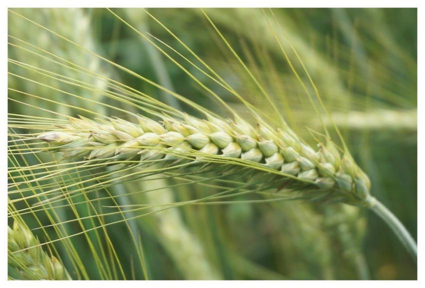 Wheat Cereal Ear Seeds