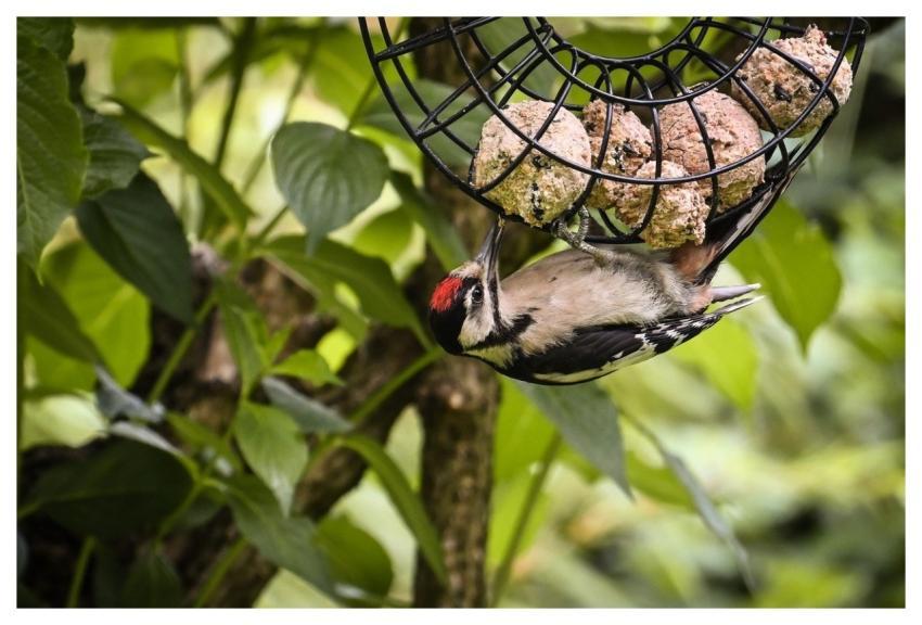 Great Spotted Woodpecker Woodpecker Nature Bird