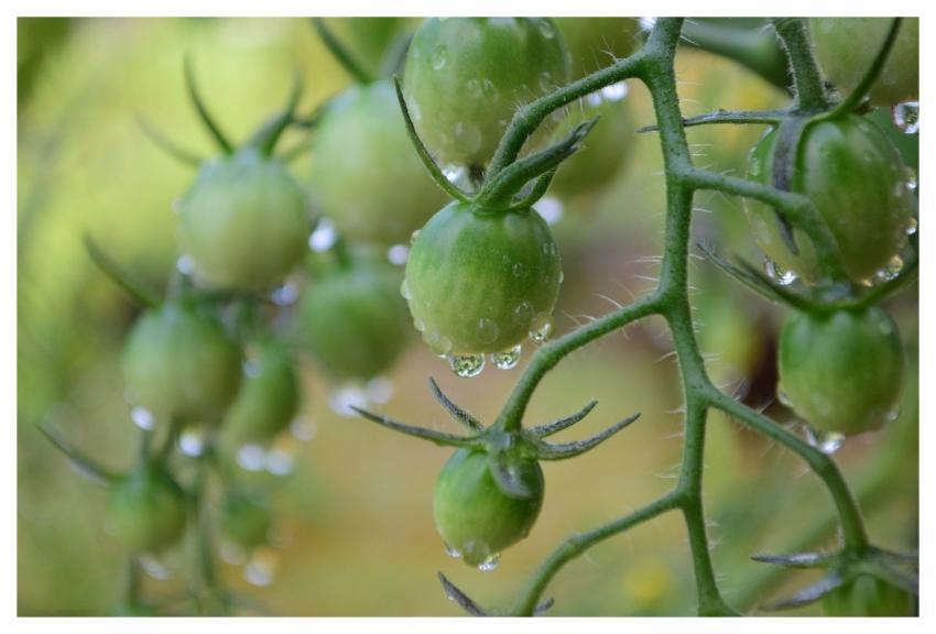 Green Tomato Raindrops Fresh July