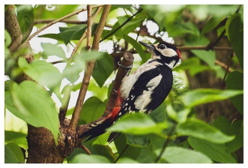 Great Spotted Woodpecker Woodpecker Nature Bird
