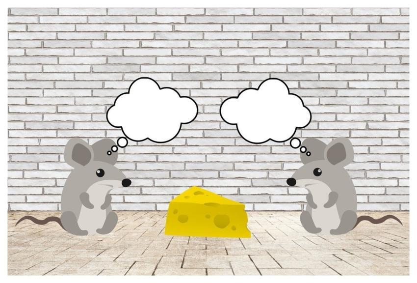 Mice Rodents Mammals Small