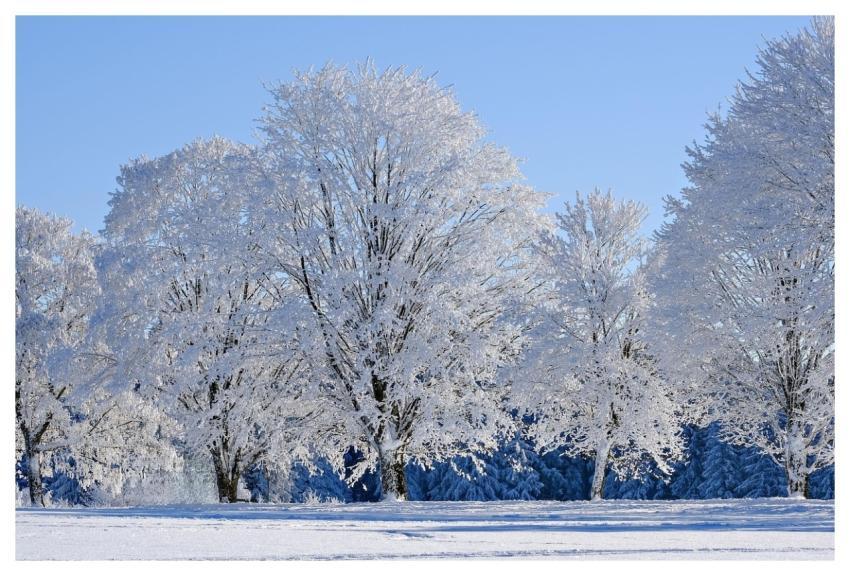 Winter Snow Trees Frost
