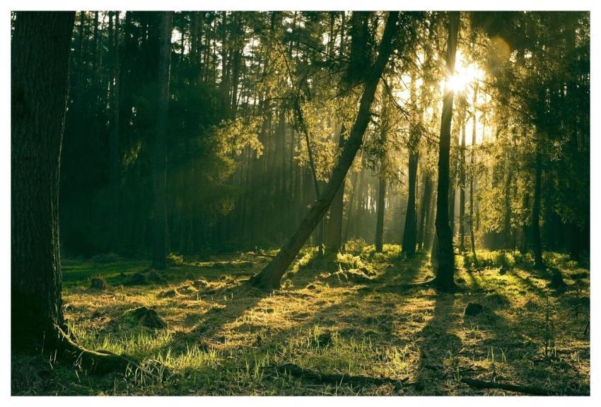 Forest Nature Trees Sun