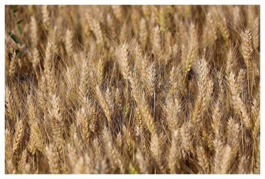 Wheat Plant Agriculture Field