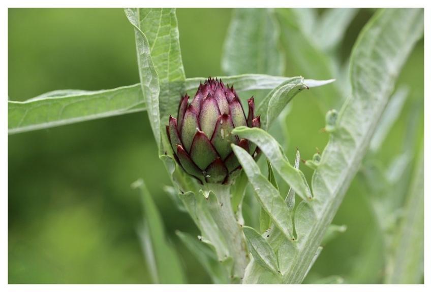 Artichoke Vegetables Food Petals