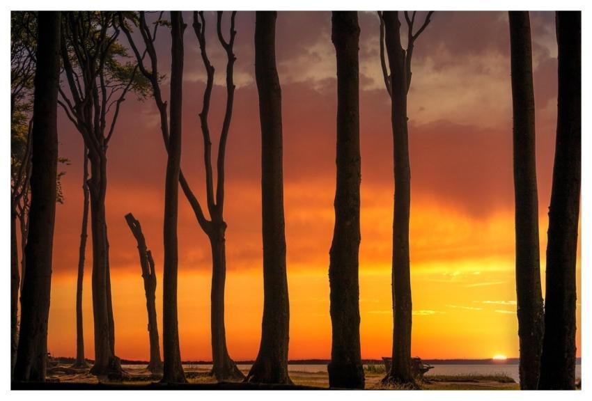 Trees Forest Nature Coast