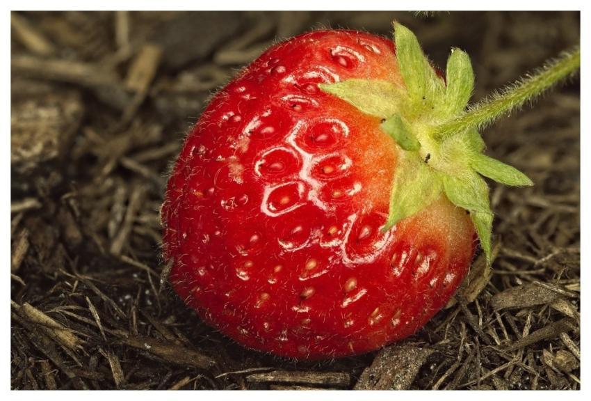 Strawberry Food Fruit Nature