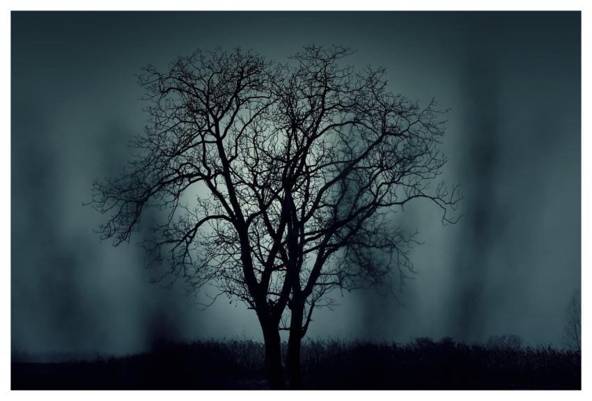 Trees Silhouettes Mysterious Halloween