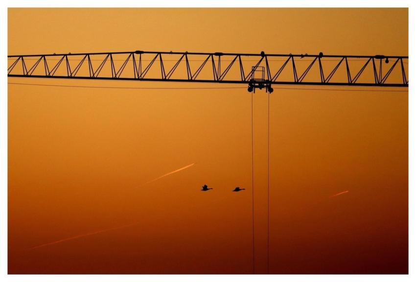 Birds Crane Dawn Planes