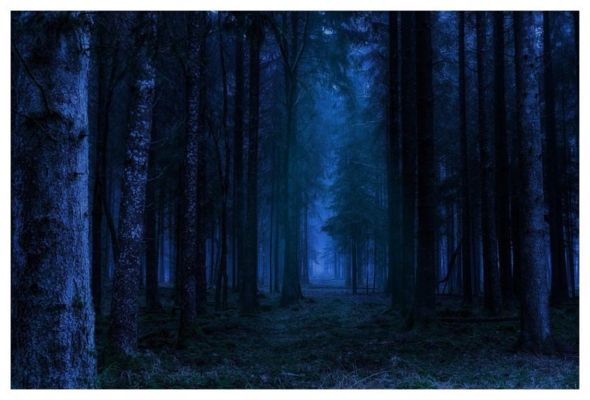 Forest Night Landscape Fantasy