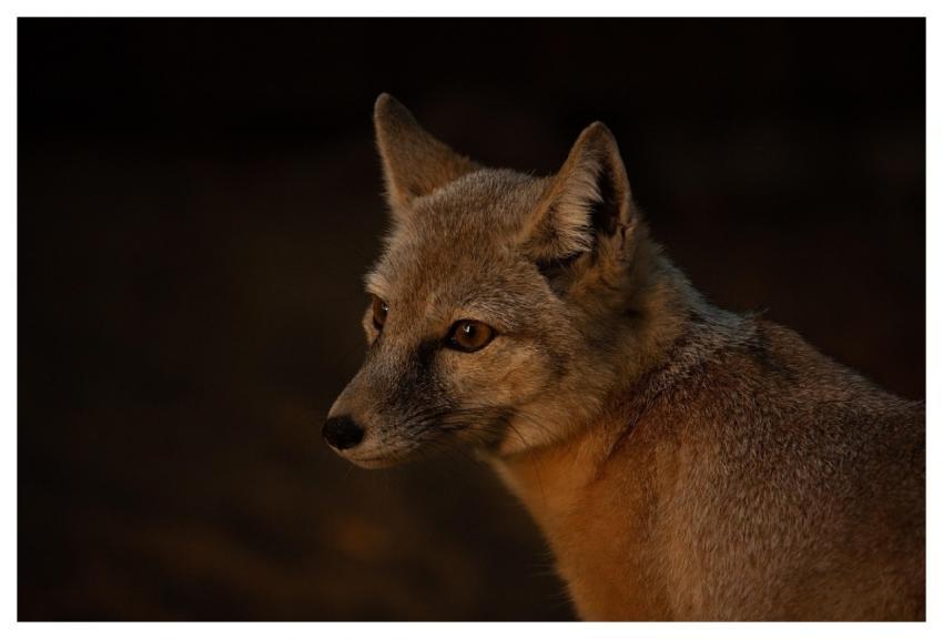 Corsac Fox Evening Wild Animal Vulpes