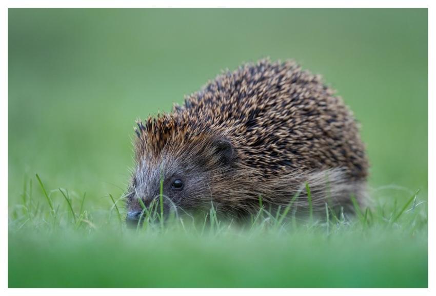 Hedgehog Cute Nature Prickly