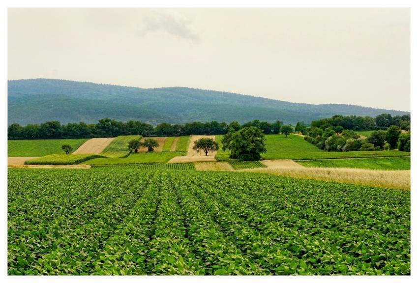 Nature Fields Agriculture Landscape