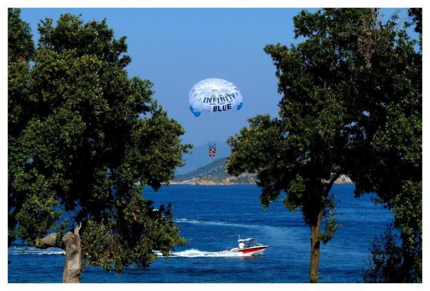 Sea Air Sports Trees