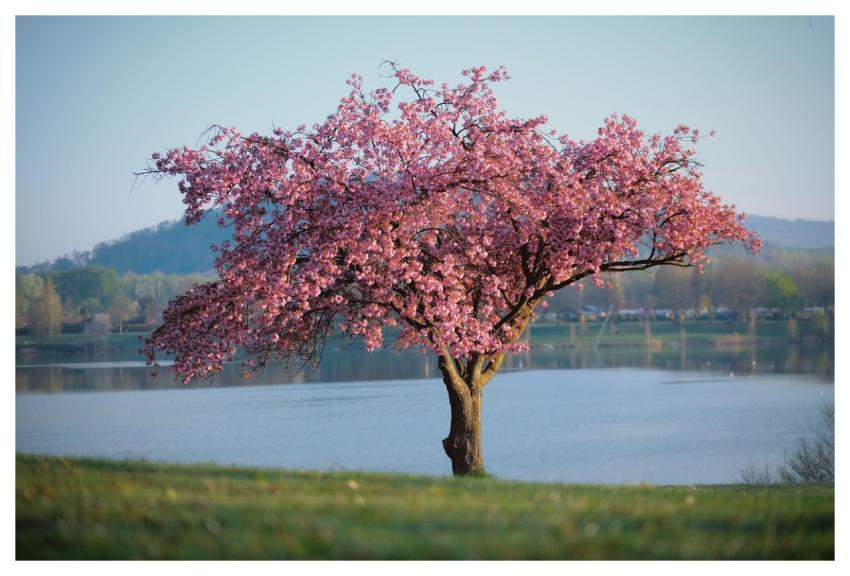 Nature Landscape Tree Lake