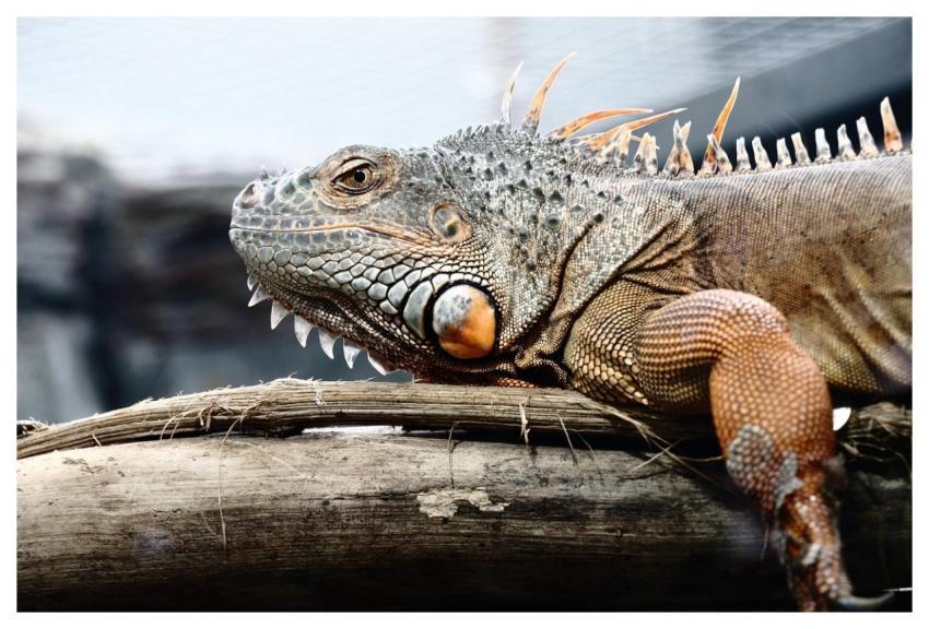 Lizard Iguana Godzilla Reptile