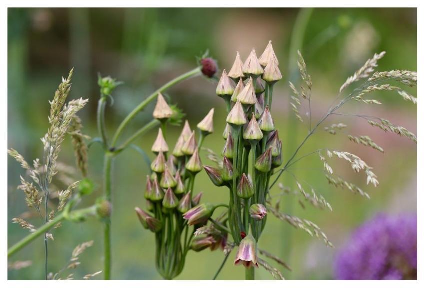 Leek Allium Faded Fruit Stands