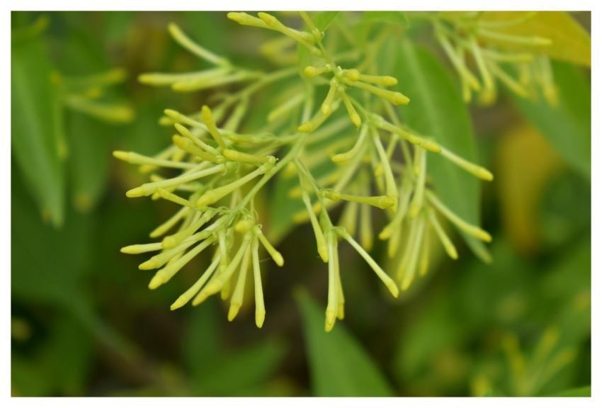 Night-Blooming Jasmine Night-Blooming Cestrum Lady