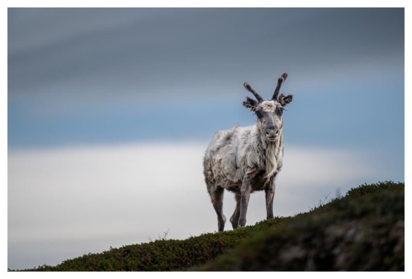 Reindeer Deer Wildlife Animal
