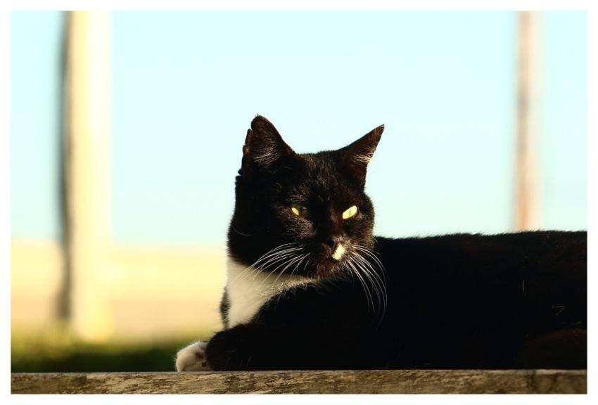 Cat Domestic Animal Pet Sun