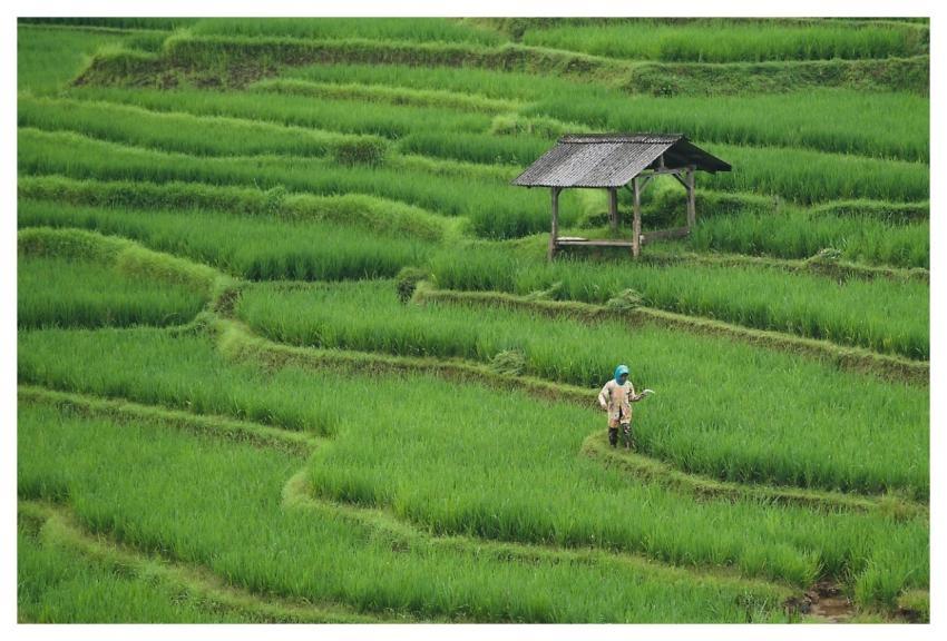 Rice Field Paddy Field Agriculture Farming