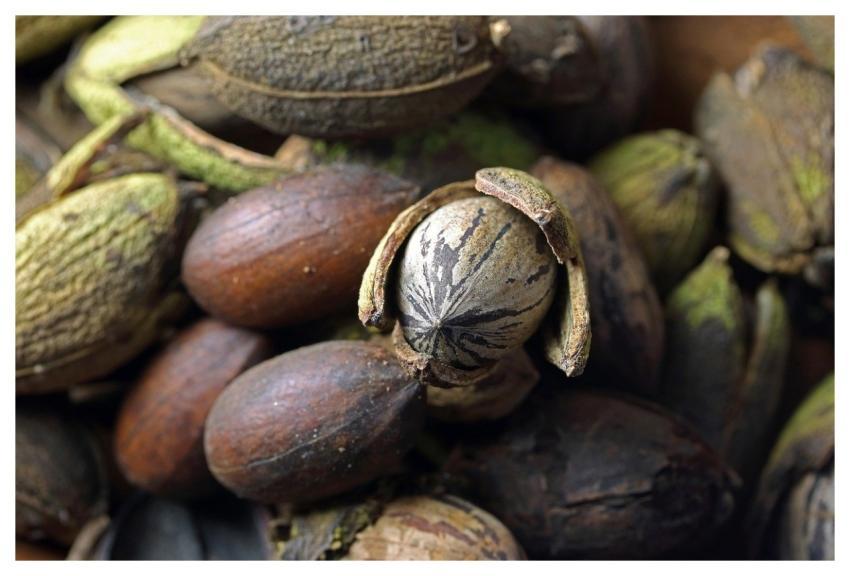 Pecan Nuts Harvested Dry Husks Produce