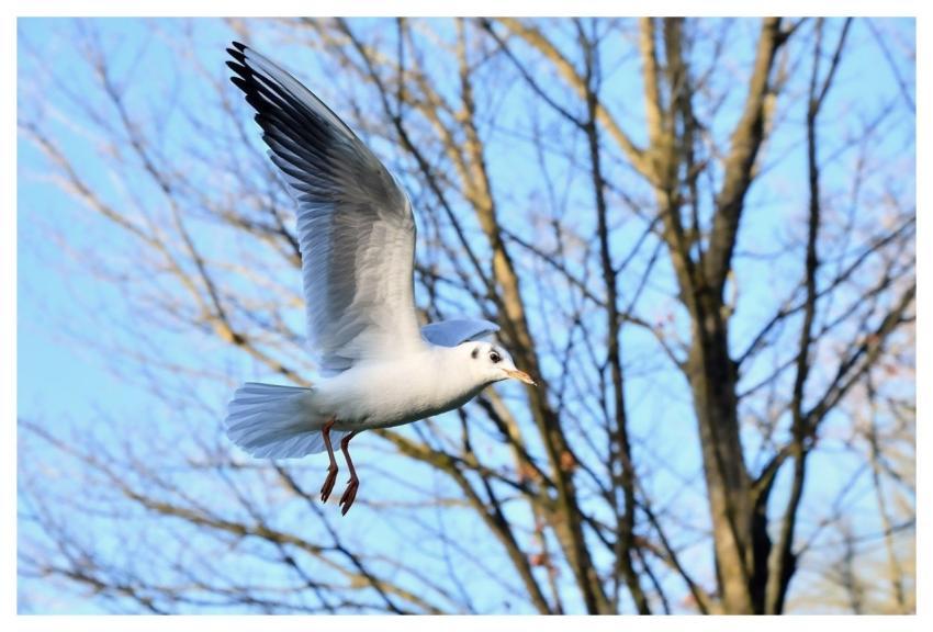 Seagull Bird Animal Nature