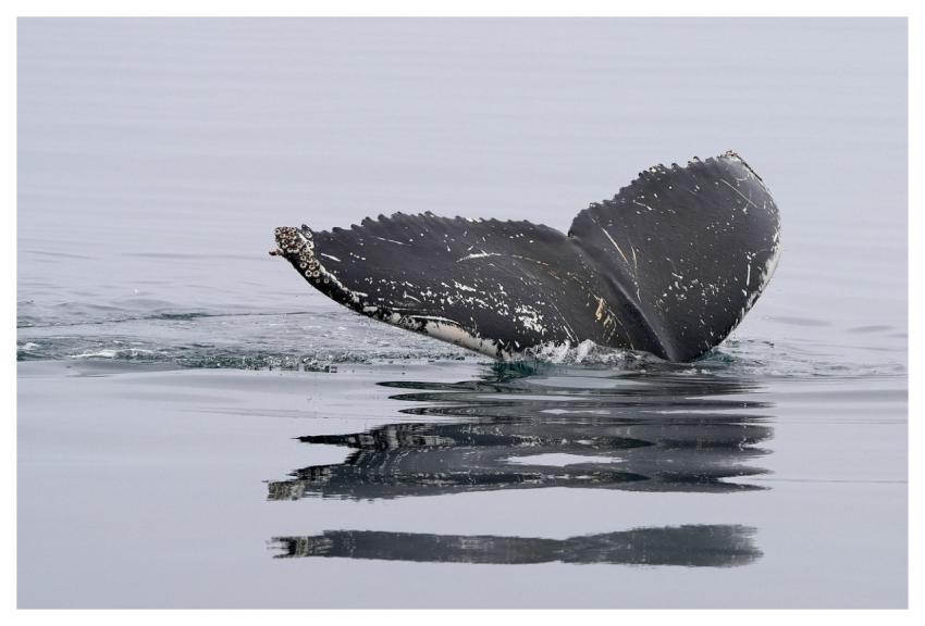 Whale Nature Humpback Whale Tail Fin