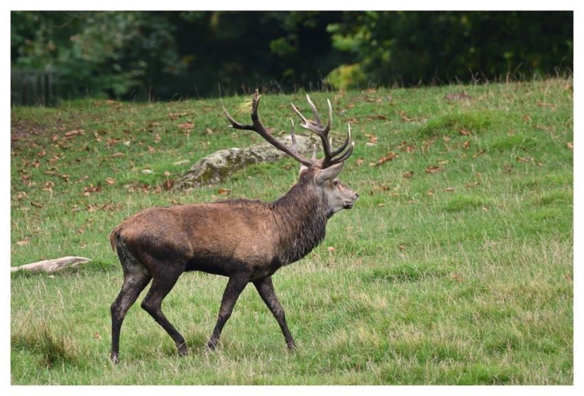 Deer Wildlife Forest Antler