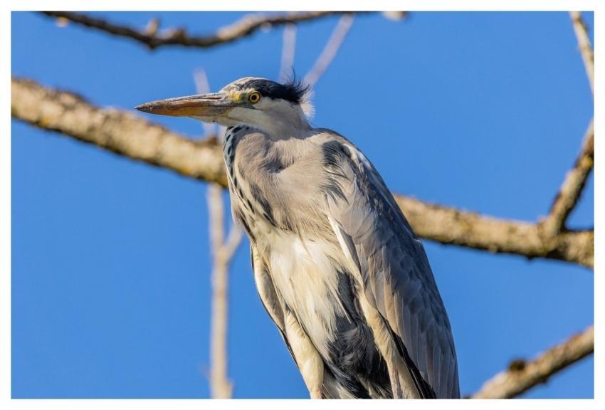 Grey Heron Nature Heron Bird