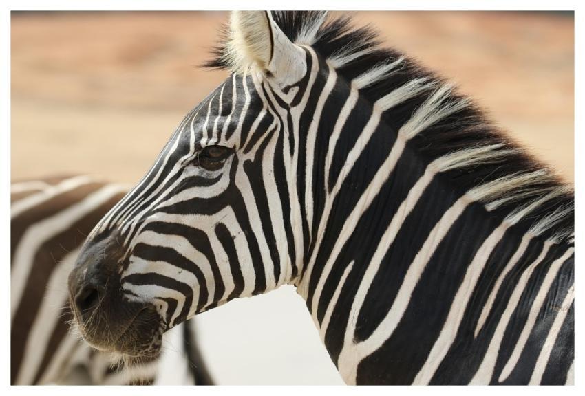 Zebra Stripes Wildlife Animal