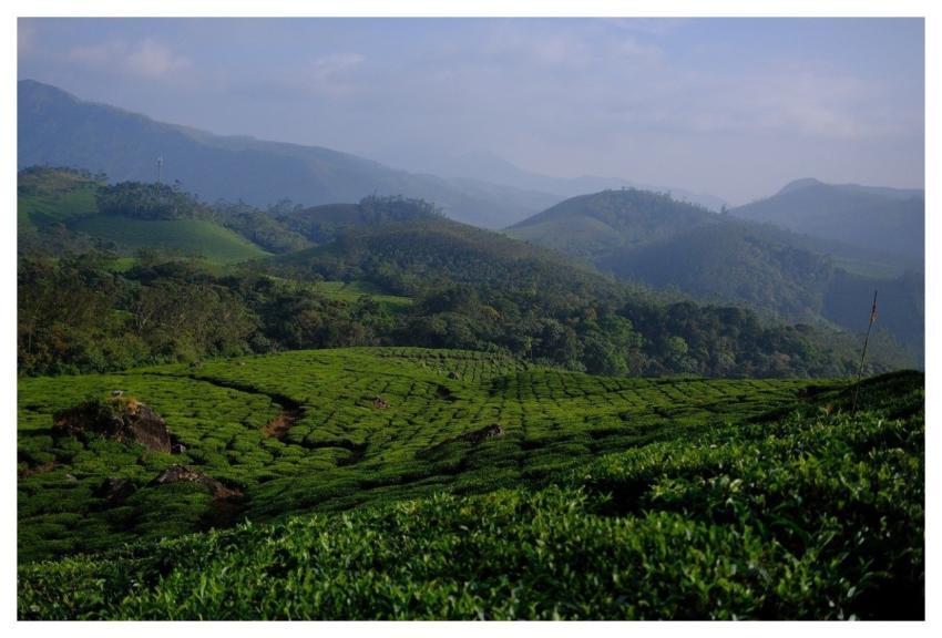 Tea Plantation Tea Kerala Malabar